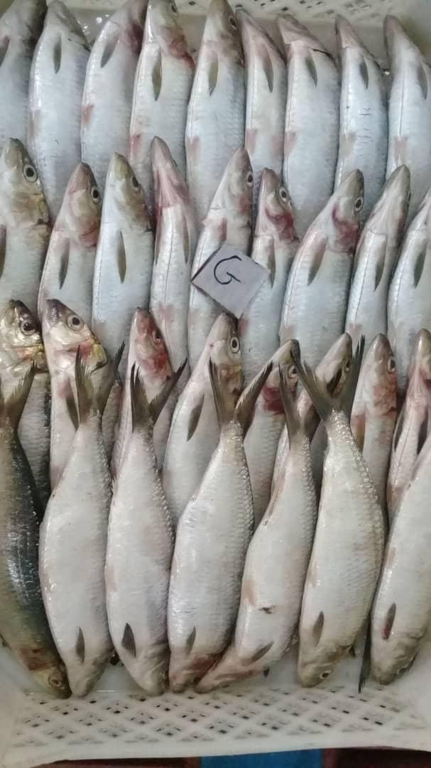  Sardinelle Ronde Et Plate Disponible En Quatite - poissons bonjour ,  nous sommes une société d'import export de produit halieutique ,  nous congelons d'importante quantite de sardinelle ronde et plate pour vous qui desirer faire des conteneurs de sardinelle nous pouvons vous faire autant de conteneur que vous désirez a un prix comp&eacut