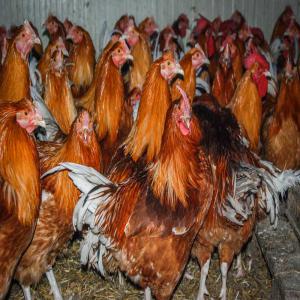  Acheteur Aliments Pour Animaux - aliments pour animaux nous proposons des matieres premieres de haute qualité et referencées,  pour fabrication d´aliments de tous betails,  en tout conditionnement regulier, testés et approuvés,  suivant les normes biologiques garanties en zone eu et dans le reste du monde. commande minimum de 1 c