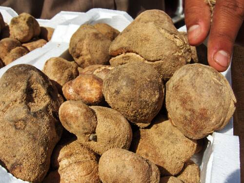  Truffle Product Of Morocc - vegetable matter the famous white truffle product of morocco and the price is very much that the contractual with the state to protect all parties and air delivery saves time as the product bio and its real price is much more expensive 10000 euro to 100kg