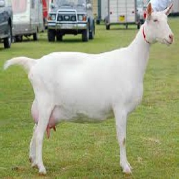  Saanen Goats For Sale (high Quality Milk Producti - live animals animals origin- germany,  netherlands,  north cameroun--product- live cattle s--packaging- buyer request--port of loading- douala cameroon--delivery period- 10-18 days----product specification saanen goats/ alpine;--weight-60kg- 90kg--gestation period- 150 days--lifespan - 10years--milk production- 7 