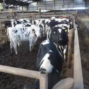  High Milk Production Holstein Cattle - live animals commodity..................... .... holstein friesian ----type.......................... .......... cows and bulls ----weight........................ ........ 450-600 kg ----pregnancy(if needed)........ 6 to 8 months ----milking capacity.................. 30+liters per day ----age...................
