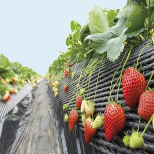  Fraises Surgelées Iqf, Abricots, Melons Figues - fruits et légumes nous sommes une société marocaine,  nous exportons les fruits et légumes marocains vers différents pays au monde,  nous sommes a la recherche de client afin de collaborer pour tout produits désires,  nous avons a l'heure actuel en disponibilité des fraise et fr