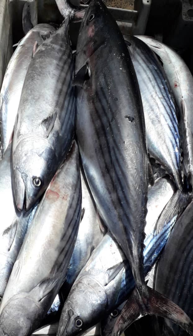 Je Cherche Des Gros Acheteurs De Poissons - poissons nous cherchons des gros de poissons qui viennent partout dans le monde. tous les especes sont disponible avec de tres bon prix avec de qualites de livraisons meilleures. attends vos demandes. salutations meilleures. --