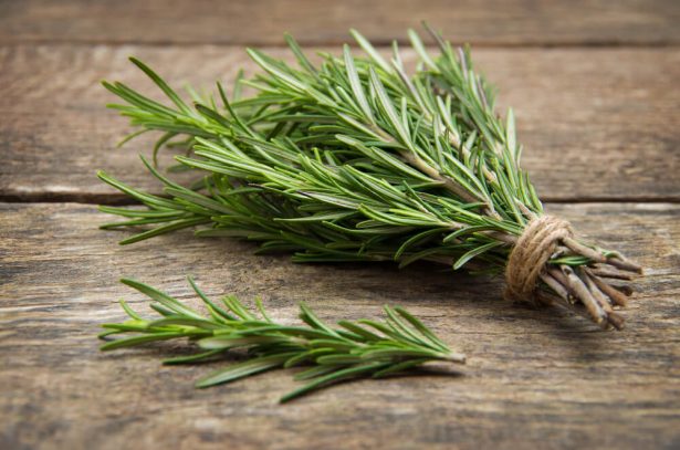  Le Romarin - matiere vegetale vente du romarin ou romarin officinal (rosmarinus officinalis) en gros et en détaille --vente du romarin ou romarin officinal (rosmarinus officinalis) en gros et en détaille --vente du romarin ou romarin officinal (rosmarinus officinalis) en gros et en détaille ----