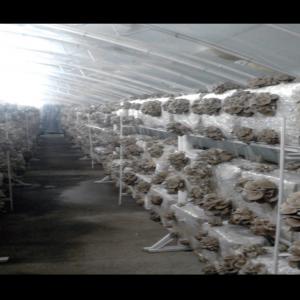 Pleurotes En Huître De Pologne - champignon levure bonjour,  nous sommes des producteurs certifiés de pleurotes et nous recherchons des acheteurs pour une collaboration sérieuse à long terme. production polonaise (kuźnica grabowska / grande-pologne) de plus au moins 2 tonnes de pleurotes en huître,  frais par mois. ces 