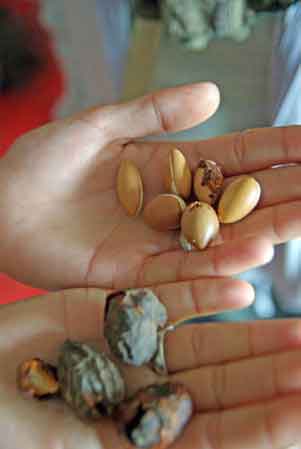  Huiles Végétales Et Essentielles Épices Herbes - épices aromates bonjour --nous sommes une société de distribution et marketing spécialisée dans la production et distribution des produits cosmétique bio à base d’huiles d’argan 100% bio figue de barbarie. argile (verte,  rouge,  blanche) ghassoul (argile volcanique),  huiles 
