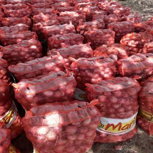  Mangues Du Sénégal - fruits et légumes bonjour. ch&egrave;re partenaire du groupe je suis &agrave; la recherche de partenariat financier gagnant gagnant pour l'exploitation des fruits du s&eacute;n&eacute;gal tels que la mangue .les pommes de terre et autres .merci 