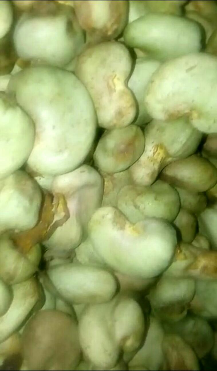  Anacades (noix De Cajoux) - fruits secs et graines grillées bonjour,  je pourrais vous fournir plus de 500 tonnes --d\'anacade (noix de cajoux ) pour plus de précision je pourrais vous --envoyé une vidéo pour que vous puissiez avoir une idée.--dans l\'attente de vous lire recevez mes sincères salutations.
