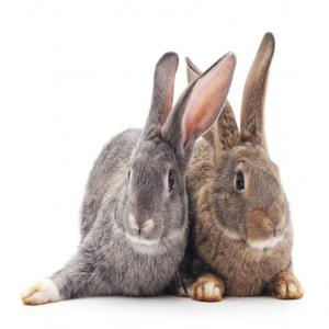  Lapin, Oeuf De Caille - animaux vivants je cherche des clients avec qui signer un partenariat piur la livraison de lapin,  poulet de chaire,  local,  pintade et oeuf de caille en gros