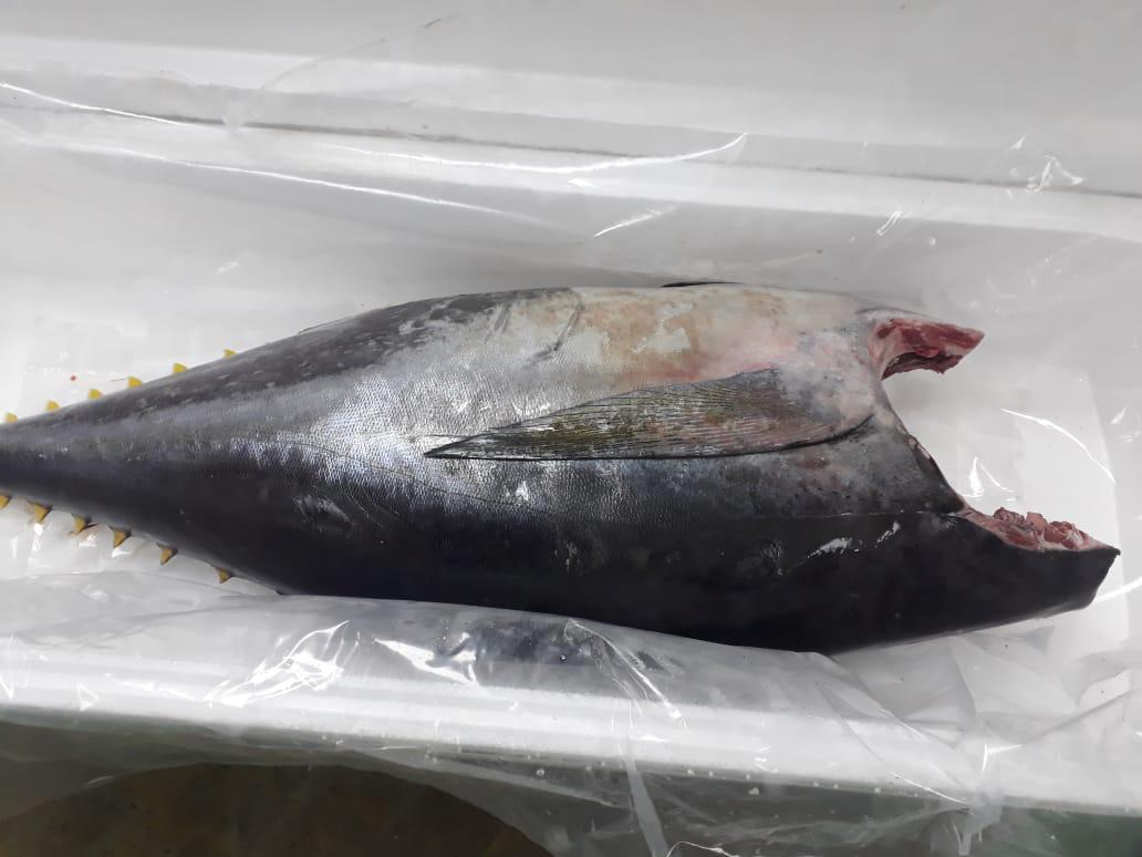  Fresh Yellowfintuna Grade Sushi - fish fresh tuna grade a loins and h&g as per customer requirements. we can ship everyday all over the world. --best quality 