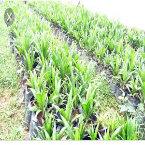  Pépinières De Palmiers - semence graine plant nous disposons de p&eacute;pini&egrave;res de palmiers pret &agrave; planter provenant de la station de recherche de la cnra irho la m&eacute;--int&eacute;ress&eacute; contactez moi 