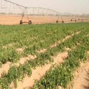  Recherche Client Pour Tomate - fruits et légumes nous sommes des producteurs de tomate en côte d'ivoire ,  nous sommes en récolte en ce moment et nous recherchons des partenaires et clients