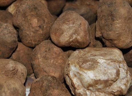  Truffe Blanche Du Cèdre - champignon levure salut &agrave; tous--je met en vente des truffes blanches du  moyen atlas au maroc,  cette esp&egrave;ce pousse sous le c&egrave;dre &agrave; partir du mois de septembre,  elle est tr&egrave;s connue par sa qualit&eacute; et son gout exceptionnel par rapport aux truffes des sables.  n'h&eacute;sitez p