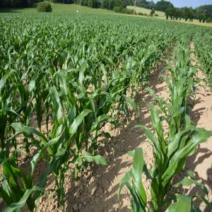  Maïs De Qualité - céréales nous,  producteur de maïs de qualit&eacute;,  mettons &agrave; votre disposition plus de 10ha de maïs frais et sec qui vous servirons comme nourriture ou comme aliments de vos volailles.--pour plus de renseignements veuillez nous contacter .