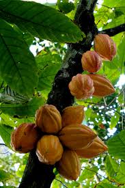  Partenaire Achat Cacao - café cacao thé nous sommes un groupe de prospecteurs camerounais faisant dans la collecte du cacao et du café. mais nous excellons dans la collecte du cacao.--pour ce faire,  ayant fait le tour de plusieurs grands bassins de productions du cameroun,  à l'instar du grand mbam,  qui est un grand bassin de