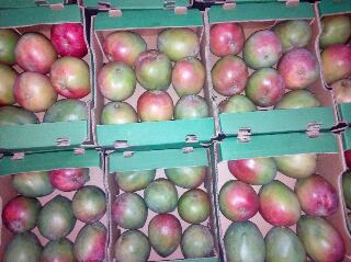  Mangue Kent - fruits et légumes bonjour chers membres du groupe je fournisseur de mangue kent. de la zone des niayes. je suis à la recherche de partenariat pour un contrat cette saison. prend mes coordonnées pour qu'on s'entend bien.merci cordialement 