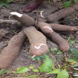  Hectares De Manioc Disponible - féculents nous disposons de 5 hectares de manioc (bocou1) de très bonne qualité.la production se trouve à environ 130km d'abidjan.disponible en ce moment à un prix très souple.