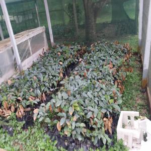  Vente De 3000 Tonnes De Cacao Et Terrains Agricol - autres y'ello 3000 tonnes de cacao a vendre a douala cameroun de bonnes qualités.terrains agricoles a vendre dans la région du centre cameroun qui sont des hectares a partir de 250 mille fcfa l'hectare.