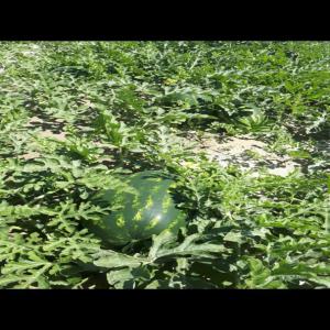  Pasteque Et Melon Maroc - fruits et légumes bonjour notre soci&eacute;t&eacute; marocain vous propose des tonnages avec des bonne qualit&eacute; de past&eacute;que et melon jaune et melon annanas et cantaloup soyer les premier qui demandes ces bonne et merveilleux produit