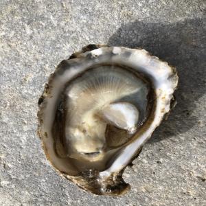 Breacan Oysters - crustacean shell we produce a very good quality gigas (diploid) mostly but also triploid and sell mostly to french buyers.occasionally, we dredge for flat native (ostrea edulis) which are renowned for quality (taste).this operation takes place usually in decemberon time for the festive season.we sell wholesale and ca