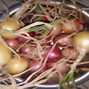  Oignon, Choux Et Tomates Disponibles - fruits et légumes importante quantité d'oignon rouge et d'oignon jaune disponible au prix bord champ,  environ 3.000 tonnes. --choux d'excellente qualité de meme que de la tomate fraîche.