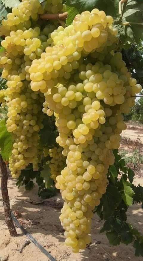  Nos Délicieuse Raisins Égyptiennes - fruits et légumes --bonjour tous le monde--en  vous propose nos délicieuse raisins égyptienne qui répondant aux spécifications suivantes-----▪ catégorie- airlie sweet - espero - flim-crimson  --▪ dates de livraison-1/5/2019 au 1/7/2019-----système d'emballage-----