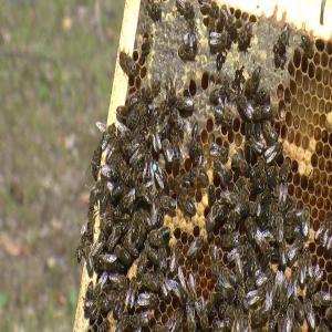  Miel D`espagne, Miel Bio. - produits sucrés nous sommes producteurs et emballeurs de miel naturel &agrave; córdoba (andalousie,  espagne). nous voilons contacter les distributeurs et les vendeurs de miel en france pour pouvoir vendre nos produits. miel naturel de thym,  de romarin,  de lavande,  de fleur dóranger,  de ch&eacute;ne vert et de fleur