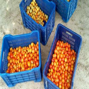  Producteur De Tomates, Piments Et Gingembres - huiles specialisé dans la production 100% bio de la tomate,  le piment et du gingembre de 10 à 50 tonnes à des prix défiant toute concurrence. 