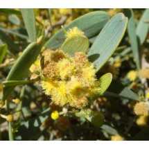  Graine De Jojoba Certifié - semence graine plant a vendre graine de jojoba certificat d authenticit&eacute; sur commande --disponible en france --en stock --envoi par colis. livr&eacute; &agrave; la demande pour certains pays selon arrangement avec le client. 