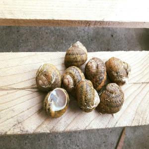  Je Cherche Des Clients Petit Gris En France - animaux vivants j'ai des escargots petit gris disponibles d'excellente qualité,  ils sont tous vivants et transformés,  prets pour la gastronomie. cette semaine je suis en france à la recherche de clients pour mes escargots,  si vous etes intéressé contactez moi