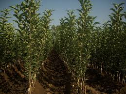  Fruit Plants From Serbia - seed plant seed nursery from serbia offers large quantities of fruit plants such as apples,  pears,  sweet cherries,  cherries,  peaches,  nectarines,  plums,  apricots,  quince and hazelnuts for autumn 2019 and spring 2020. if you are interested in our products,  do not hesitate to contact us