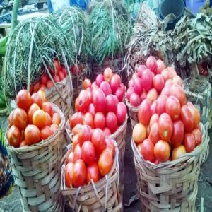  Vente De Tomates En Gros - fruits et légumes les transactions se feronts via contrats signés et virements bancaire ,  aucune transactions financiaire ne se fera de main a main la livraison se fera en accord avec le client,  notre plantation est basé et cameroun