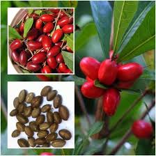  Semence De Miraculine (synsepalun Dulcificum) - semence graine plant nous recherchons des fournisseurs de semence de miraculine (synsepalun dulcificum) en afrique de l'ouest et centrale pour le compte d'une entreprise camerounaise productrice de fruits et l&eacute;gumes. nous souhaiterons avoir le prix par kilogramme et par hectare. les conditions des transactions se