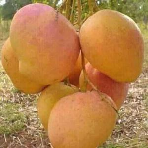  Client Marocain Intéressé Par La Mangue Du Mali - fruits et légumes transaction par ligne de crédit entre les deux banques avec avance de 30 %--
