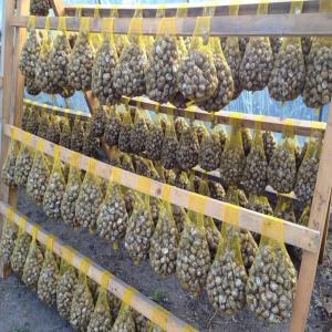  Snails,caracoles,lumache,escargots - live animals snails bred in belgium--we are looking for regular recipients of fresh snails--we are a snail-grower of helix aspersa muller from belgium.--we have all the necessary documents regarding to the breeding.--at the end of the 2020 season we will have about 25 tons of helix aspersa muller snails. our sna