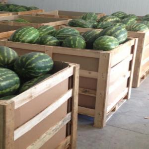  Pasteque Water Melon - fruits et légumes bonjour.. --nous somme groupe producteurs  exportateur et station de conditionnement.. nous offrons le pastèque maroc 2019 . veuillez me contacter pour plus de détails aussi vous pouvez nous visiter chez nos fermes et station. --- restriction -exportation pour europe et pays du golf --