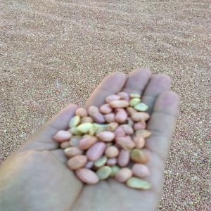  Arachide Rose De Madagascar - fruits secs et graines grillées pistache rose sous plusieurs qualités - tout venant,  triés ou calibrés. vous pouvez me contacter 