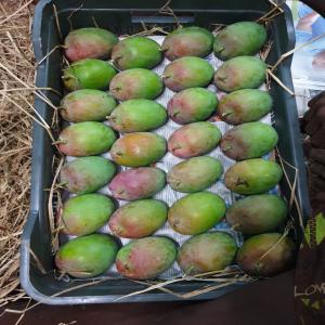  Fruits Et Légumes Avec Certifications Global Gap - fruits et légumes nous sommes un groupe de n&eacute;gociants et fermiers du maharashtra,  inde,  nous sp&eacute;cialisant dans la culture et la vente d'oignons et de mangues (alphonso). nous exportons du frais mais &eacute;galement de la pur&eacute;e en plusieurs logements.