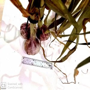  Ail Rouge Très Bon Calibre - fruits et légumes r&eacute;colte le 10 mai de 15 hectare d'ail violet de tr&egrave;s bon calibre et tr&egrave;s bonne qualit&eacute;.--peu etre conditionn&eacute; en filet et en carton.--