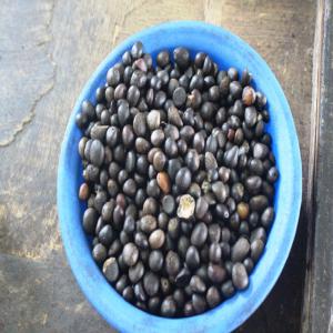  Noix De Palmiste. - fruits secs et graines grillées nous livrons des noix de palmistes à l'intérieur du benin ainsi qu'à l'international. des graines de très bonne qualité et surtout bio.