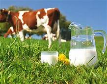  Grossiste Lait Et Produits Laitiers - lait et produits laitiers notre société représente 17 fabricants de produits laitiers et on recherche des partenaires pour l'achat de produits laitiers ou la distribution en grosse quantite. nous offrons ---- lait en poudre (1-28%) ;--- lait entier ;---  beurre,  demi-beurre et matière grasse laiti