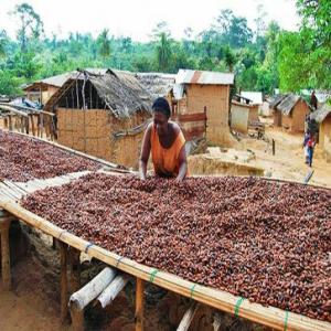  Recherche D'acheteur De Cacao - café cacao thé nous sommes des producteurs de cacao,  nous recherchons des acheteurs sérieux pour un vrai partenariat . du cacao de bonne qualité. --