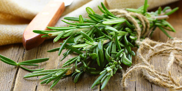  Romarin - épices aromates plante très aromatique,  d'origine tunisien--pour plus d'information contactez nous