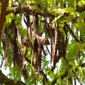  Fruit De Caroubier - fruits secs et graines grillées bonjour nous disposons d'une quantité de 200 tonnes de caroubes bio sur le sud du maroc et nous cherchons des acheteurs.