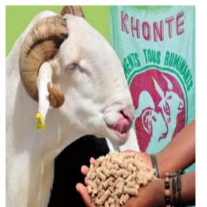  Aliments Pour Bétails,volailles - aliments pour animaux vente d'aliments pour bétails,  volailles--l’aliment volaille se décline en deux gammes ---la gamme chair (aliment chair démarrage --la gamme pondeuse)--également des aliments pour dindes,  pintades,  canards,  poissons,  autruches ....--nous disposons d’une large gamme de pro