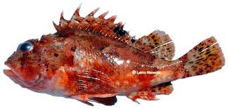  Exportation De Produits De La Mer - poissons  nous sommes une soci&eacute;t&eacute; s&eacute;n&eacute;galaise d importation et exportation --de produits de la mer install&eacute;e &agrave; dakar.--    notre soci&eacute;t&eacute; riche d une exp&eacute;rience de plusieurs ann&eacute;es dans ce --domaine depuis 2006.-- a su gagner la confiance d