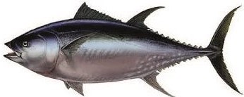  Boîtes De Thon - conserve semi conserve nous sommes &agrave; la recherche de clients qui souhaitent acheter des conserve des boites thon &agrave; un prix accessible &agrave; tous avec une bonne qualit&eacute;.--un conteneur peut charger jusqu'&agrave; 100800 unit&eacute;s de bo&icirc;tes de thon.--la marque,  le nom et la pr&eacute;sentati