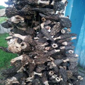  Les Morilles Seches - champignon levure nous sommes une entreprise commerciale russe. specialize en vente de morilles s&eacute;ch&eacute;es--- morchella conica 180 /kilo --- morilles s&egrave;ches 70 /kilo la r&eacute;colte de 2019. --tous les documents sont accessibles. la commande minimale - 10 kg.--les &eacute;chantillons (1 kilo min) 