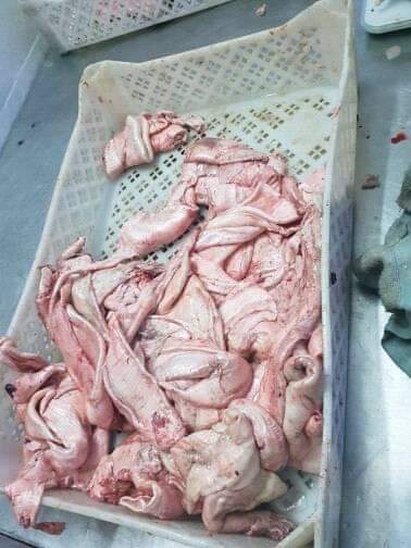  Vente De Poisson Et Fruit De Mer De La Mauritanie - poissons nous sommes une entreprise mauritanienne dans le domaine de poisson nous cherchons des clients partout dans le monde ...nous transactions sont garantie par l'etat.--nous avons toutes sorte de poisson et fruits de mer ....--