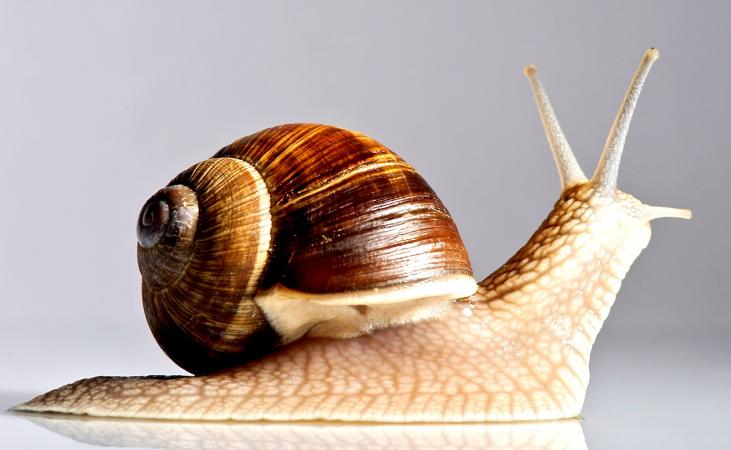  Search Snails Customers - live animals i'm snailfarmer of ukraine looking for reliable partners for cooperation. --i guarantee the quality of my product.--consider any suggestions.--i will deliver to anywhere in europe.--helix aspersa muler and helix aspersa maxima.